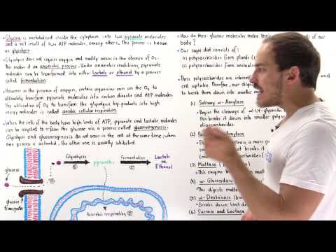 Introduction to Glucose Metabolism thumbnail