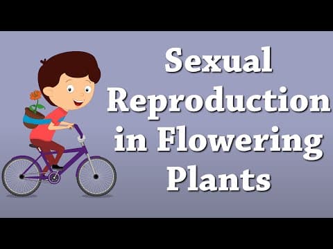 What Are the Male and Female Parts of Flowering Plants? thumbnail