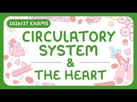 GCSE Biology - The Circulatory System | The Heart thumbnail