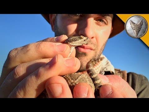 How to Safely Catch a Rattlesnake by Its Tail thumbnail
