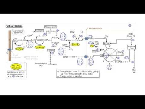 Carbohydrate Biosynthesis II: Gluconeogenesis thumbnail