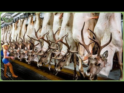 How Millions of Arctic Reindeers Are Processed – Massive Reindeer Farming For Meat thumbnail