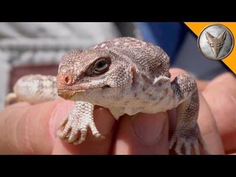 How to Catch a Desert Iguana in the Sonoran Desert thumbnail