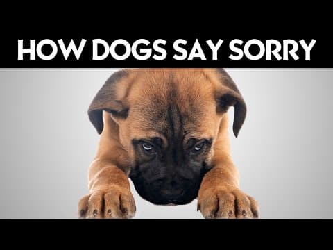 How Dogs Say Sorry!  (Might Surprise You) thumbnail