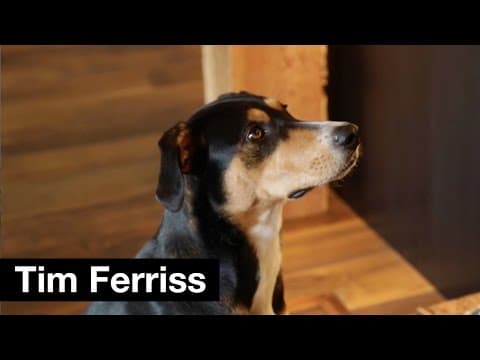 What Should I Feed My Dog for Breakfast? thumbnail