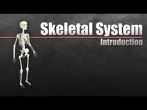 Introduction to the Skeletal System In 7 Minutes thumbnail