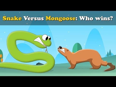 Snake vs Mongoose, who wins? + more videos | #aumsum #kids #science #education #children thumbnail