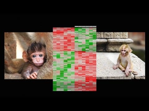 How early life experience is written into DNA | Moshe Szyf thumbnail