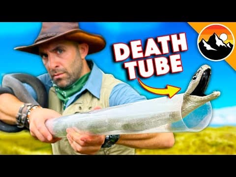 How to Safely Rescue and Relocate a Black Mamba thumbnail