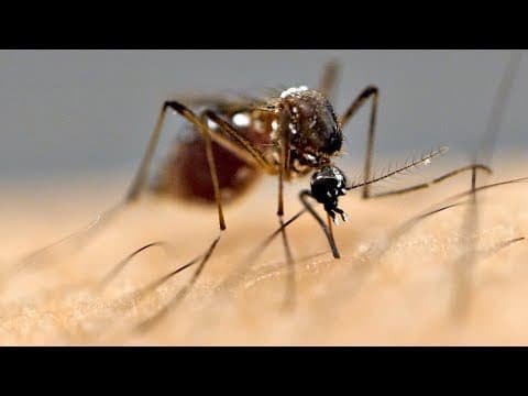 Why Do Some People Attract More Mosquitoes Than Others? thumbnail