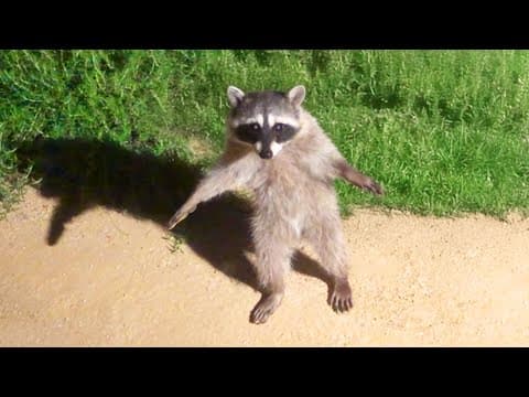 Funniest Animal Videos Ever (Part 1) thumbnail