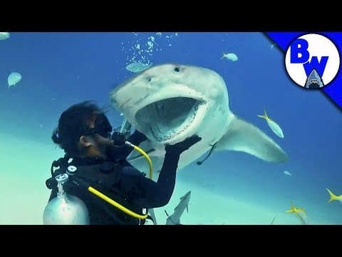 What Happens During a Tiger Shark Encounter? thumbnail