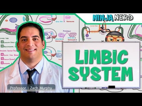 Neurology | Limbic System Anatomy & Function thumbnail