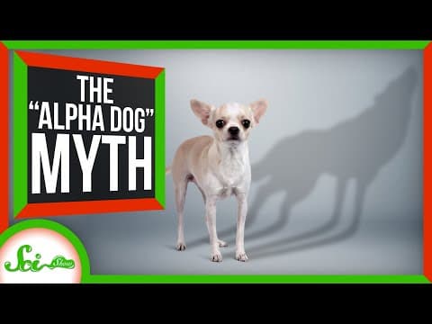 No, Your Dog Doesn't Think You're the "Alpha" thumbnail