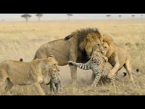 Male Lion and Lioness Erase a Leopard Mother and Leopard Cub Legacy thumbnail