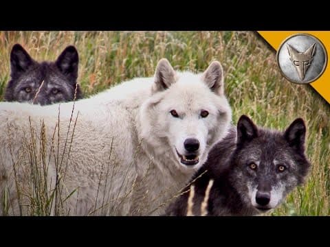 What It's Like to Meet Wolves at Howlers Inn? thumbnail