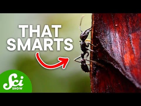 The 8 Most Painful Insect Stings on Earth thumbnail