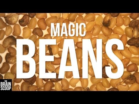 Restoring Habitats with Magic Beans thumbnail