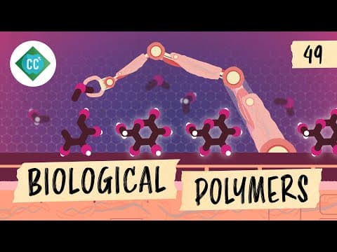 Biological Polymers: Crash Course Organic Chemistry #49 thumbnail