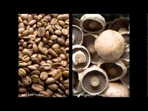 What Is Biomimicry and How Can It Enhance Sustainability? thumbnail