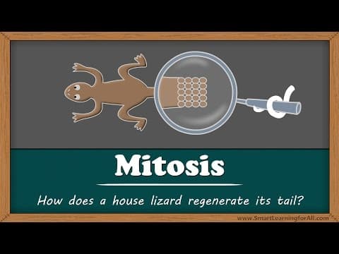 Mitosis - Why does a lizard's tail grow back? | #aumsum #kids #science #education #children thumbnail