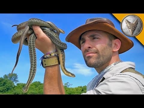 What Snakes Can You Find on North Bass Island? thumbnail