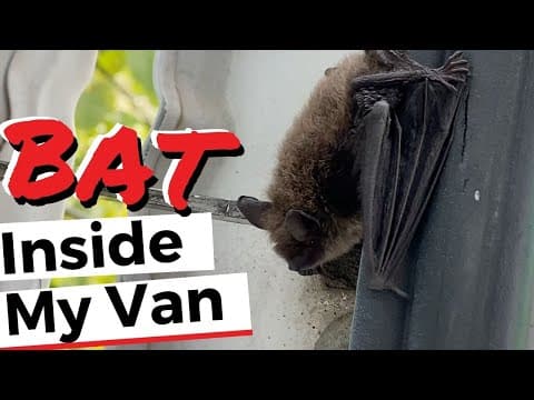 This BAT Made Home Inside Our VAN thumbnail