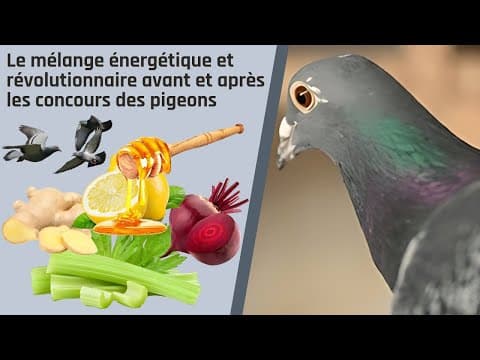 Le mélange énergétique et révolutionnaire avant et après les concours des pigeons thumbnail