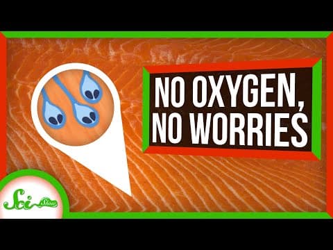 The Only Animal That Can't Breathe Oxygen thumbnail