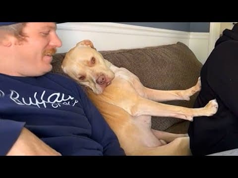 The dog that was supposed to be your mental health 🐶   Funny Dog and Human thumbnail