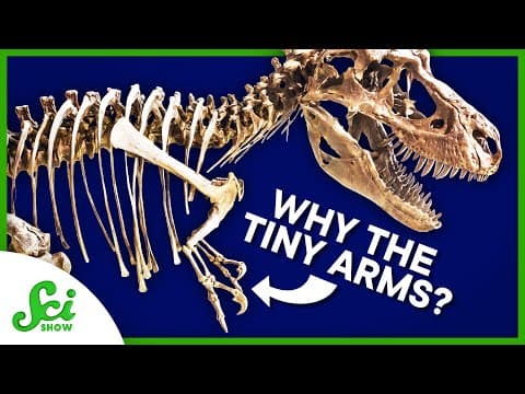 How to Find Out Why T. rex Arms Were… Like That | SciShow News thumbnail