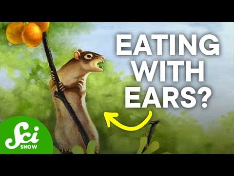 How Mammal Jaw Bones Evolved into Ears thumbnail