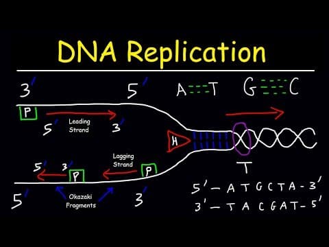 What Is DNA Replication and How Does It Work? thumbnail