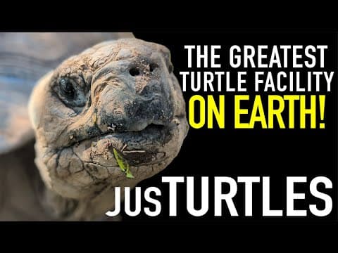 An Exclusive Look Inside the World's Most Incredible Turtle Assurance Operation thumbnail