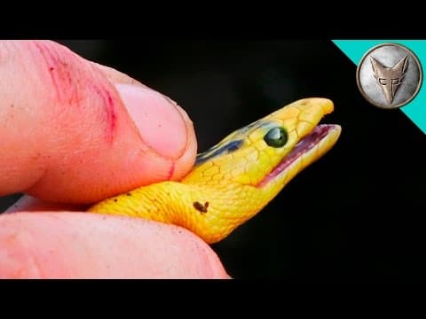 What Happens When You Encounter a Sea Snake in Tide Pools? thumbnail