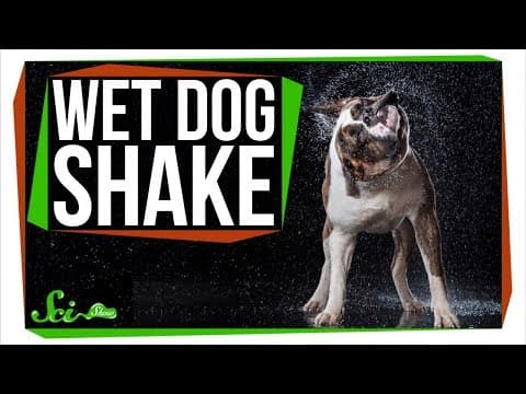 Why Do Dogs Shake to Dry Off? thumbnail