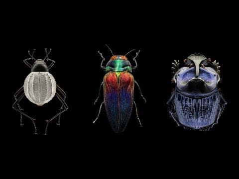 Mind-blowing, magnified portraits of insects | Levon Biss thumbnail