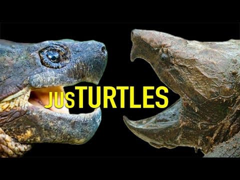 The Day a Snapping Turtle Finally Bit Me… and a Dinosaur is Found in the Wrong State thumbnail