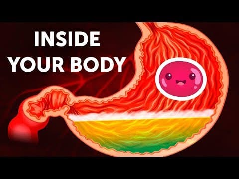 How does food travel through the human body? thumbnail