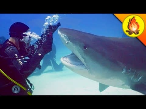 How Close Did Coyote Peterson Get to a Shark Bite? thumbnail