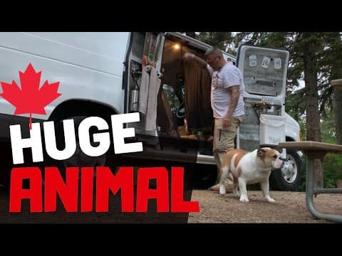 Bye Bye Big City • Park Officers, Found A Hidden Box, Huge Animal and Camping thumbnail