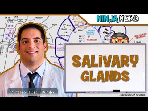 How Do Salivary Glands Work in Digestion? thumbnail