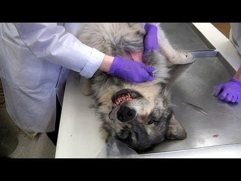 Skinning the Wolf thumbnail