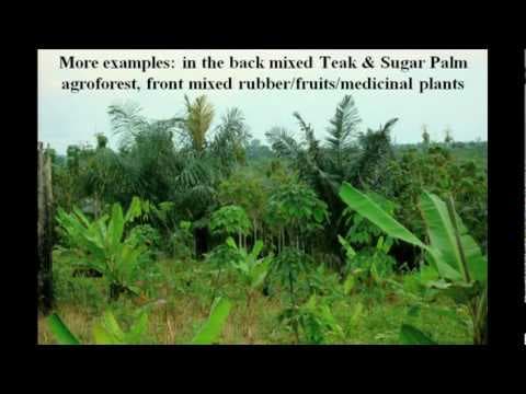 Willie Smits: How to restore a rainforest thumbnail