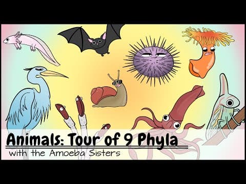 What Are the 9 Major Animal Phyla? thumbnail