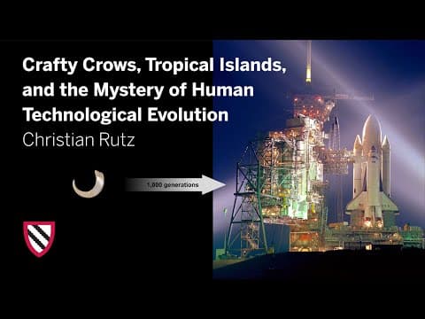 Crafty Crows | Christian Rutz || Radcliffe Institute thumbnail