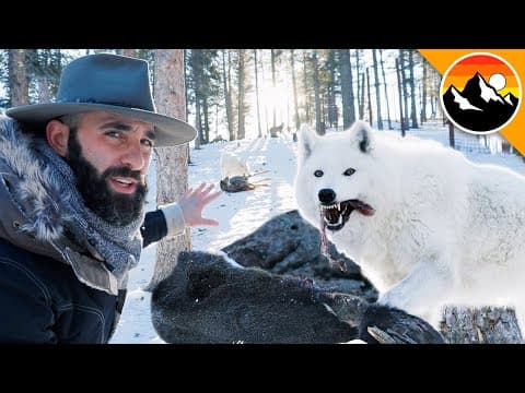 HUNGRY LIKE A WOLF - Feeding a Deer to Wolves! thumbnail