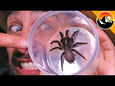 How Dangerous Is the Sydney Funnel-Web Spider? thumbnail