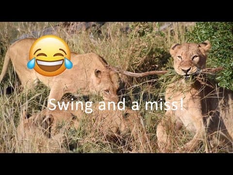 FUNNY moment as LIONS squabble over scraps. thumbnail