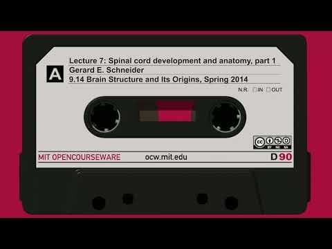 7. Spinal cord development and anatomy, part 1 thumbnail